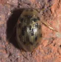 Berosus pantherinus - photo 2