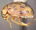 Berosus pantherinus - photo 5