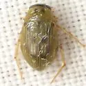 Berosus peregrinus - Berosus peregrinus