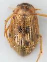 Berosus peregrinus - photo 2