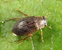 Berosus peregrinus - photo 3