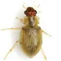Berosus peregrinus - photo 5