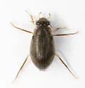 Berosus pugnax - photo 3
