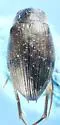 Berosus pugnax - photo 4