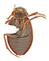 Berosus punctatissimus - photo 2