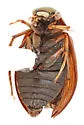 Berosus punctatissimus - photo 4