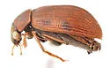 Berosus punctatissimus - photo 5