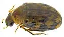 Berosus rugulosus - photo 2