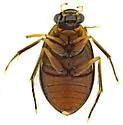 Berosus rugulosus - photo 3