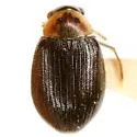 Berosus rugulosus - photo 4
