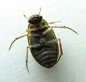 Berosus sayi - Berosus sayi