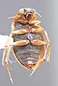 Berosus stylifer