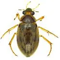 Berosus stylifer - photo 4