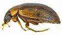 Berosus undatus - photo 2