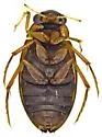 Berosus undatus - photo 3
