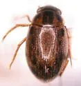 Berosus youngi