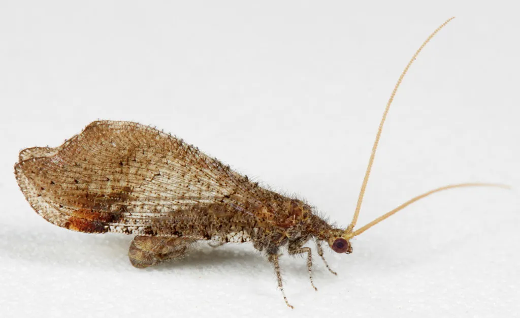 Beaded Lacewings - photo 2