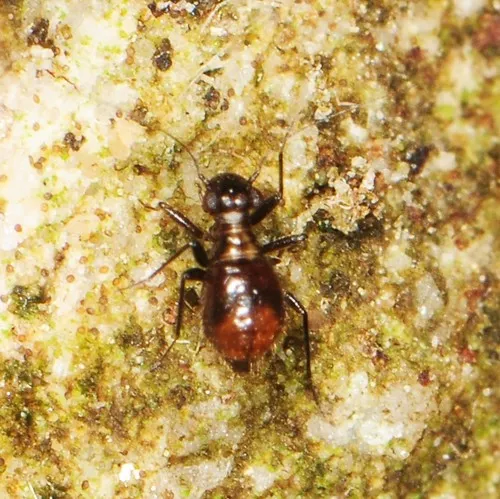 Bertkauia crosbyana - photo 3