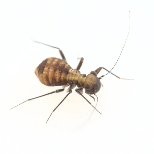 Bertkauia lepicidinaria - photo 2