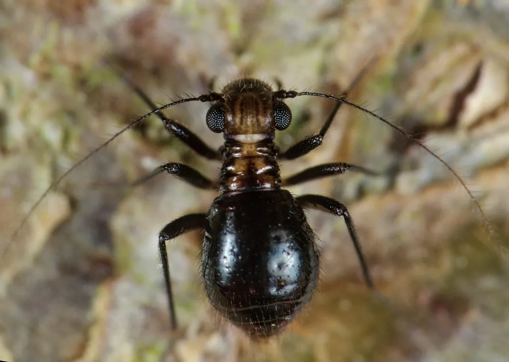 Bertkauia lucifuga - photo 2