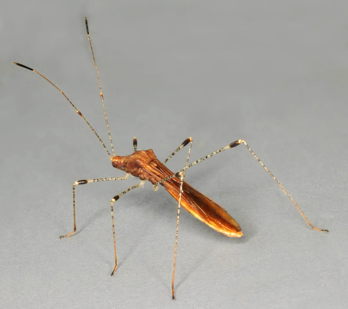 Stilt Bugs - photo 3