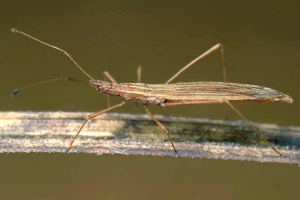 Berytinus clavipes - photo 2