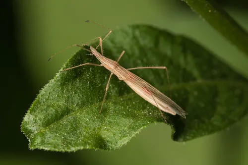 Berytinus hirticornis