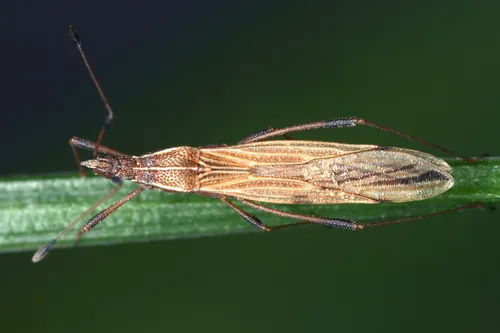 Berytinus minor