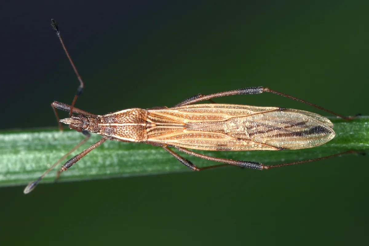Berytinus minor - photo 3