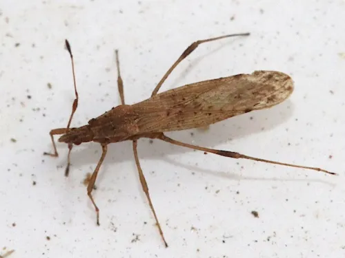 Berytinus montivagus
