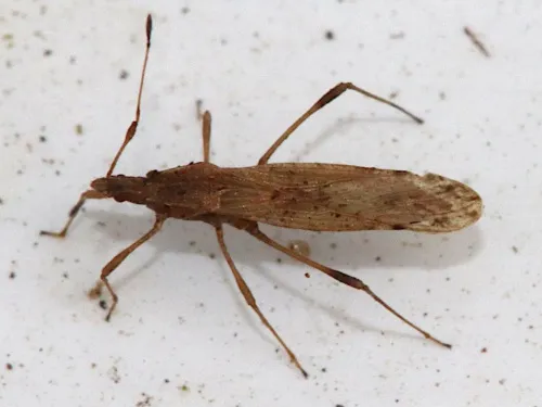 Berytinus montivagus - photo 2