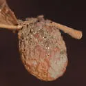 Fuzzy-Gall Wasp