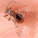 Fuzzy-Gall Wasp - photo 2