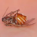 Fuzzy-Gall Wasp - photo 3