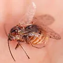 Fuzzy-Gall Wasp - photo 4