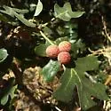 Fuzzy-Gall Wasp - photo 5