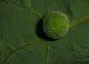 Gray Midrib Gall Wasp