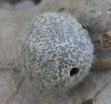 Gray Midrib Gall Wasp - photo 2