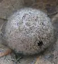 Gray Midrib Gall Wasp - photo 3