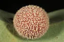 Gray Midrib Gall Wasp - photo 4