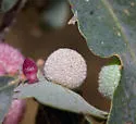 Gray Midrib Gall Wasp - photo 5