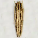 new-species - Hodges#1841.89 - photo 2