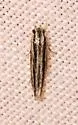 new-species - Hodges#1841.89 - photo 3