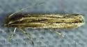 new-species - Hodges#1841.89 - photo 5