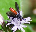 Beskia aelops - photo 4