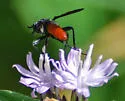Beskia aelops - photo 5