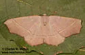Besma rubritincta - Hodges#6886