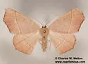 Besma rubritincta - Hodges#6886 - photo 2