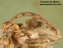 Besma rubritincta - Hodges#6886 - photo 3