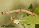 Besma rubritincta - Hodges#6886 - photo 4